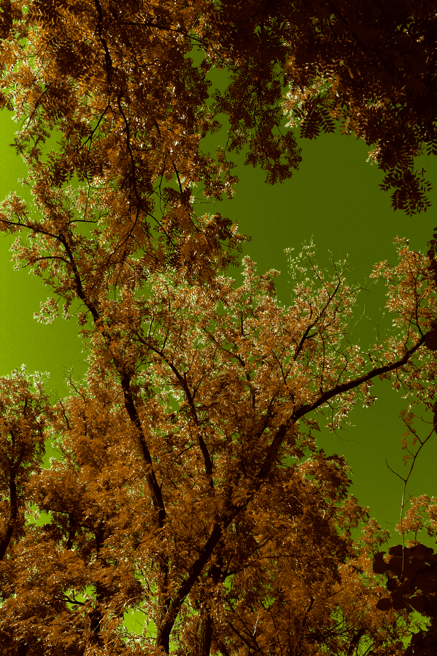 Golden autumn leaves frame a vibrant green sky in an upward perspective shot.