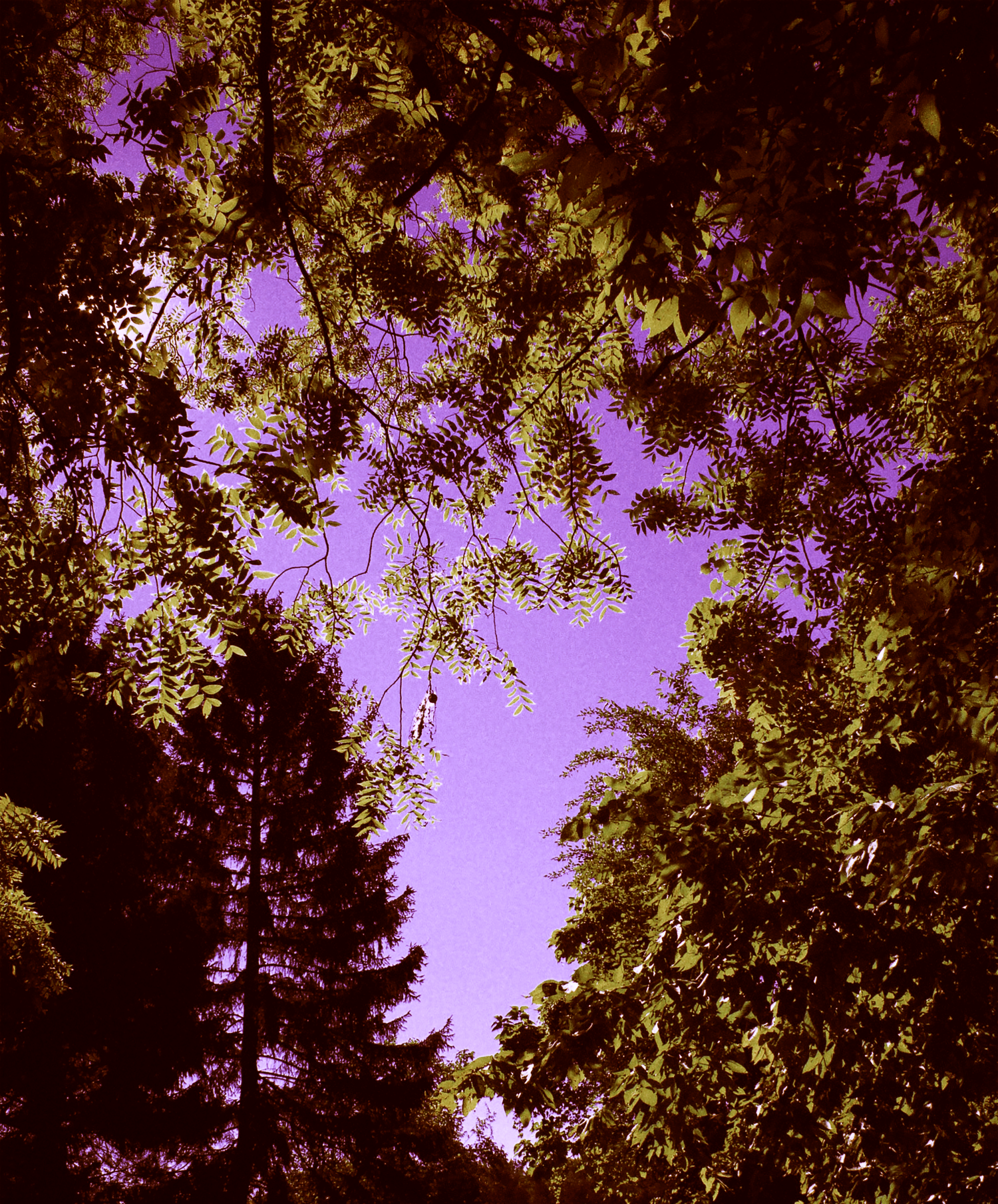 Tree branches silhouetted against a purple twilight sky create a natural canopy pattern.