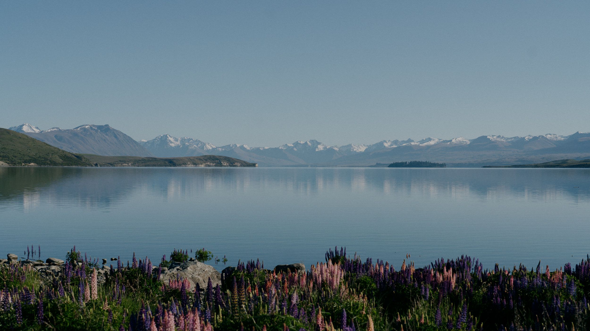 Serene lake view with snow-capped mountains and pink wildflowers in the foreground.