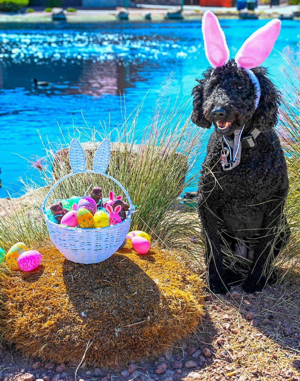 A black poodle wearing pink bunny ears poses beside a white Easter basket filled with colorful eggs.
