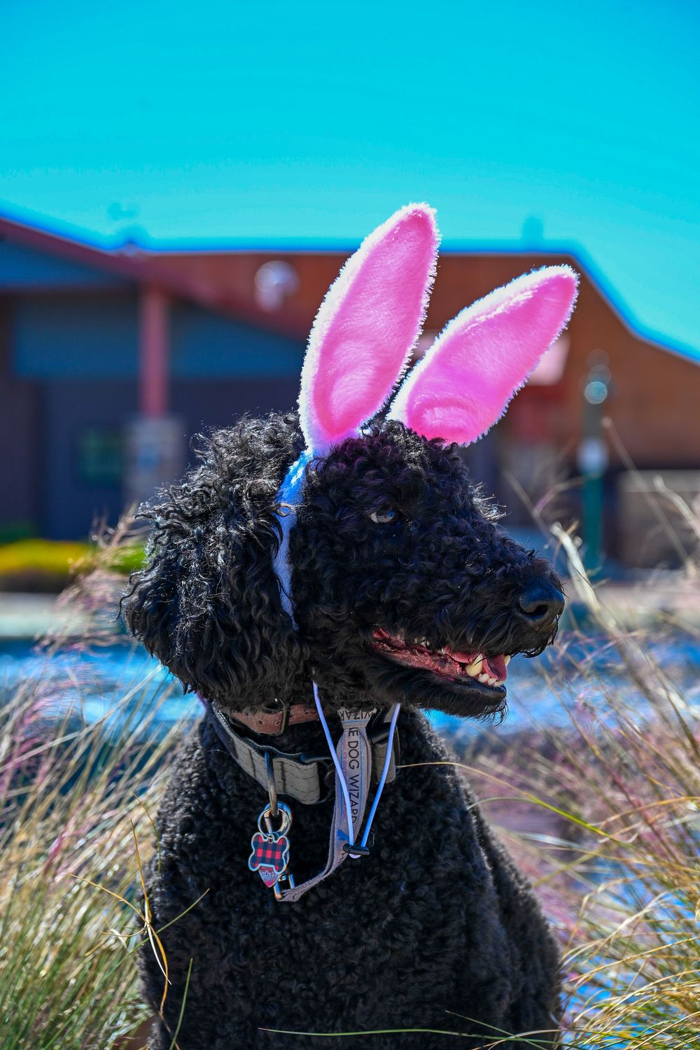 Black curly-haired poodle wearing large pink Easter bunny ears sitting outdoors in sunshine.