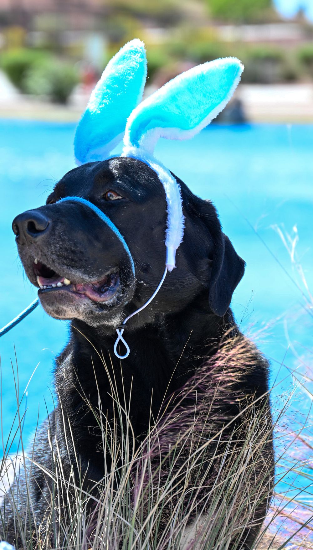 A black Labrador wearing blue bunny ears gazes upward while sitting in tall grass near blue water.
