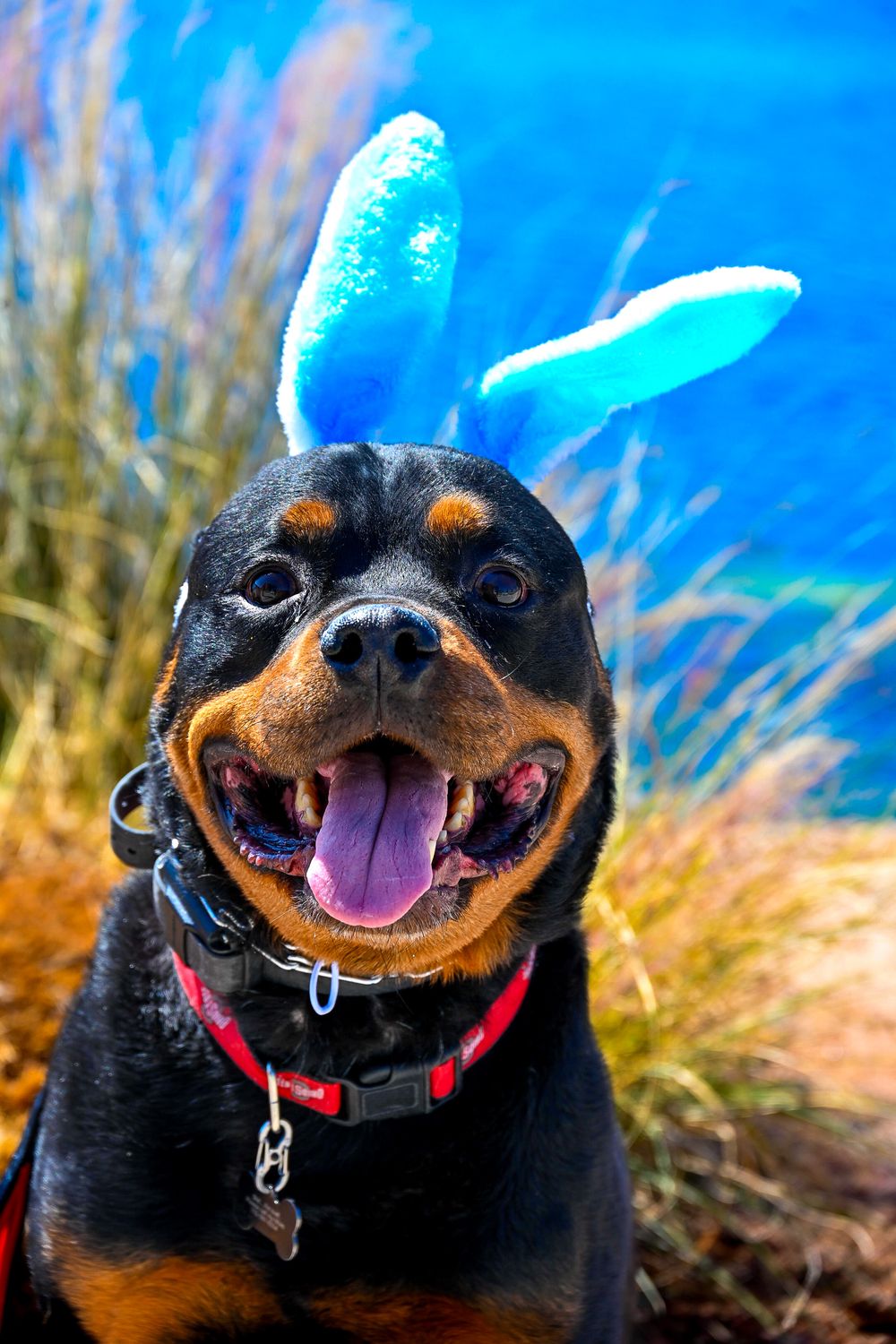 A joyful Rottweiler wearing blue bunny ears smiles with tongue out against a vibrant blue background.