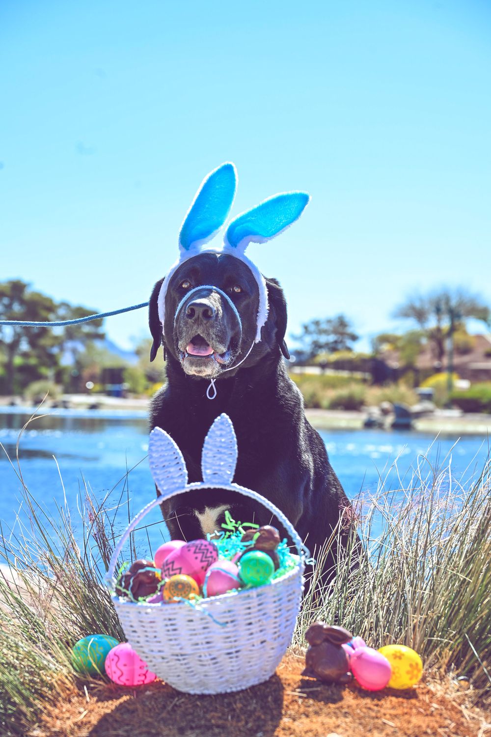 Black Labrador wearing blue bunny ears sits beside white Easter basket with colorful eggs.