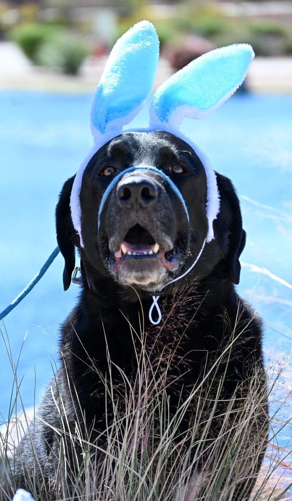 Black Labrador wearing blue Easter bunny ears sits outdoors near blue water background.