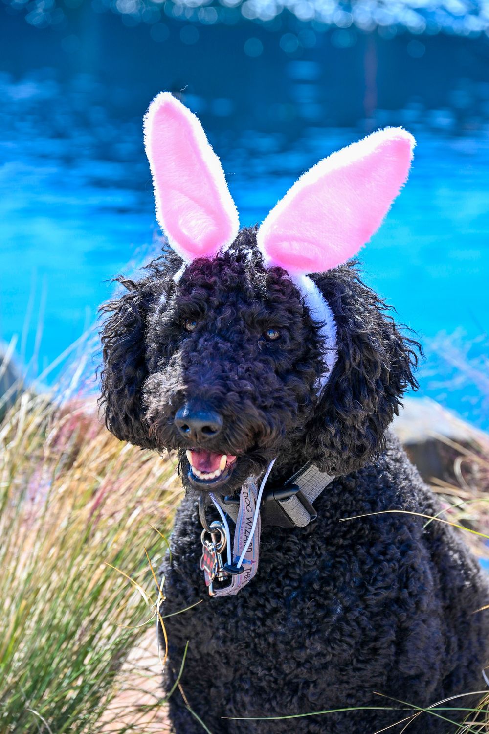 Black curly-haired poodle wearing pink Easter bunny ears sits near bright blue water.