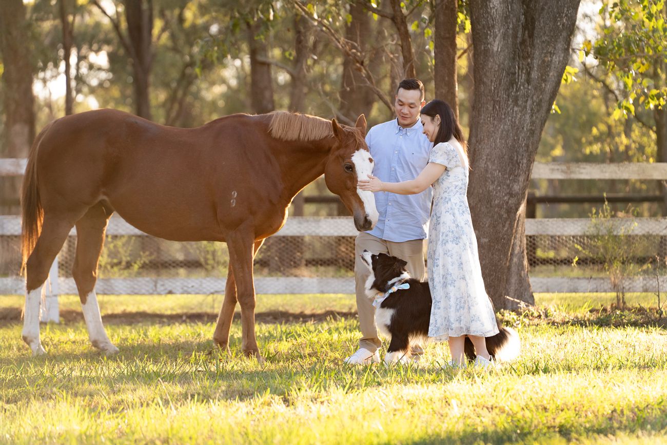 horse experience meeting close up with horses during a photoshoot in the western Sydney area