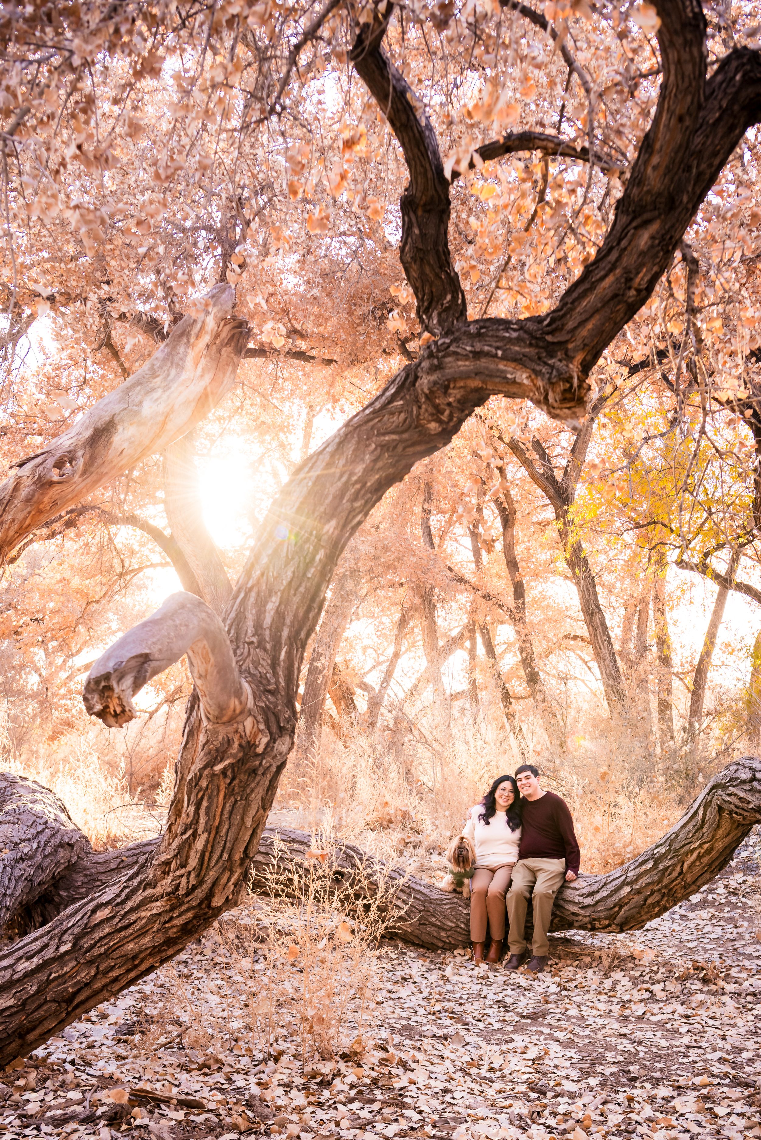 A romantic autumn scene beneath a gnarled tree with sunlight filtering through pink-tinted leaves in a dreamy forest.
