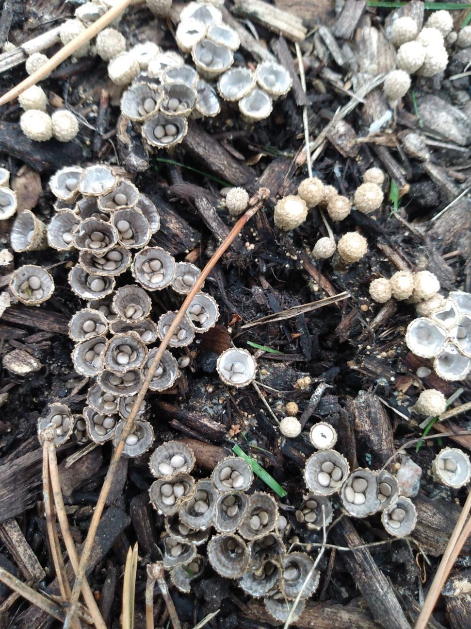 Delicate white mushrooms growing on decaying wood in a natural setting.