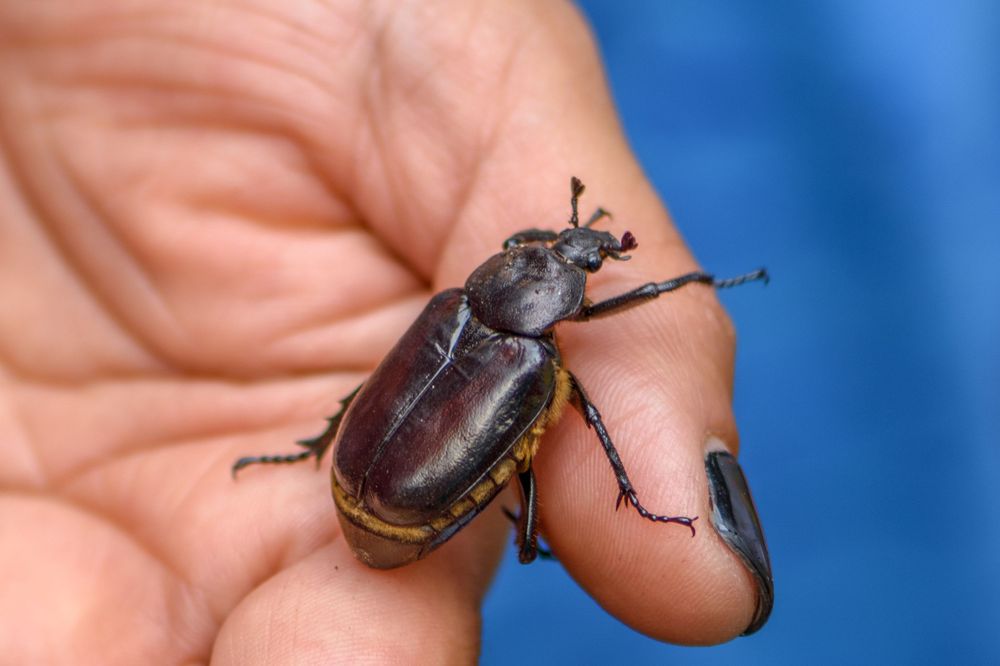 Large black beetle resting on a palm against a blue background.