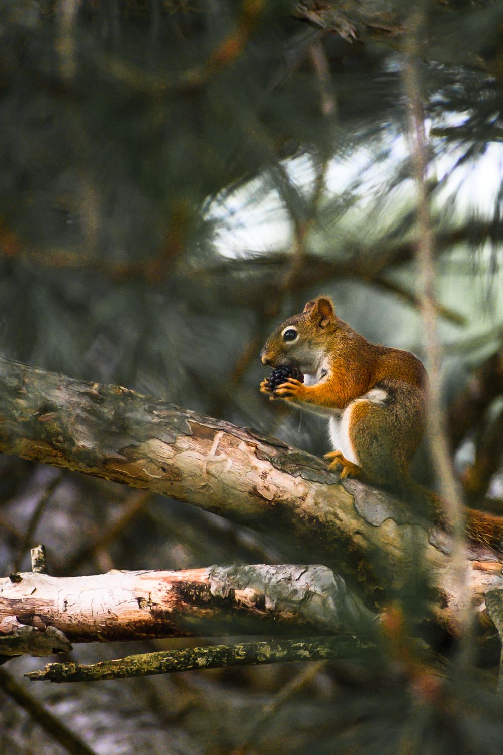 Red squirrel eating while perched on a tree branch in a forest setting.