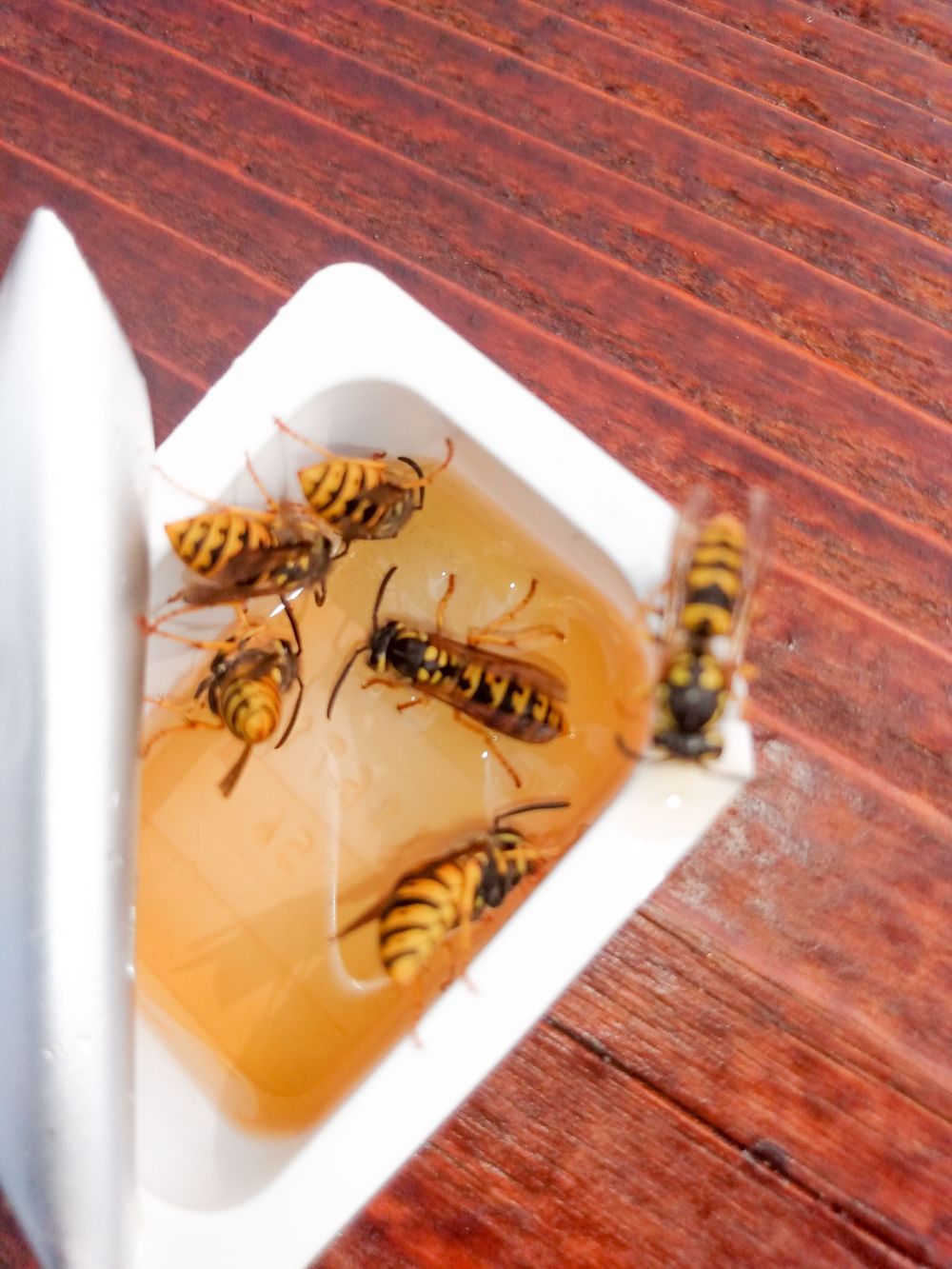 Multiple wasps gathering around honey in a white container on wooden surface.