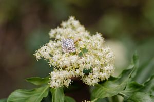 Diamond engagement ring displayed on white cluster flowers with green leaves in a nature setting.