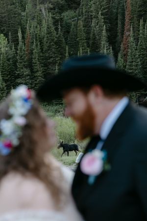 Blurred bride and groom in cowboy hat with a wild moose walking through pine forest in background at outdoor wedding.