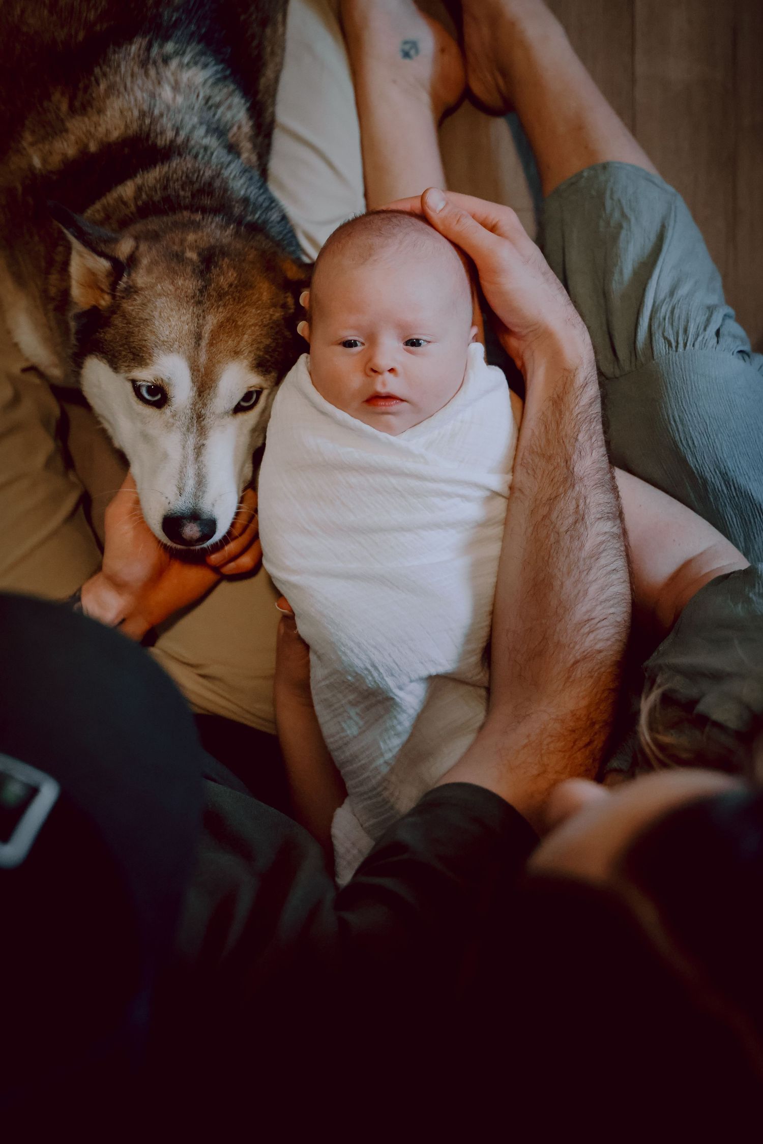 Newborn baby swaddled in white being held near a curious husky dog.