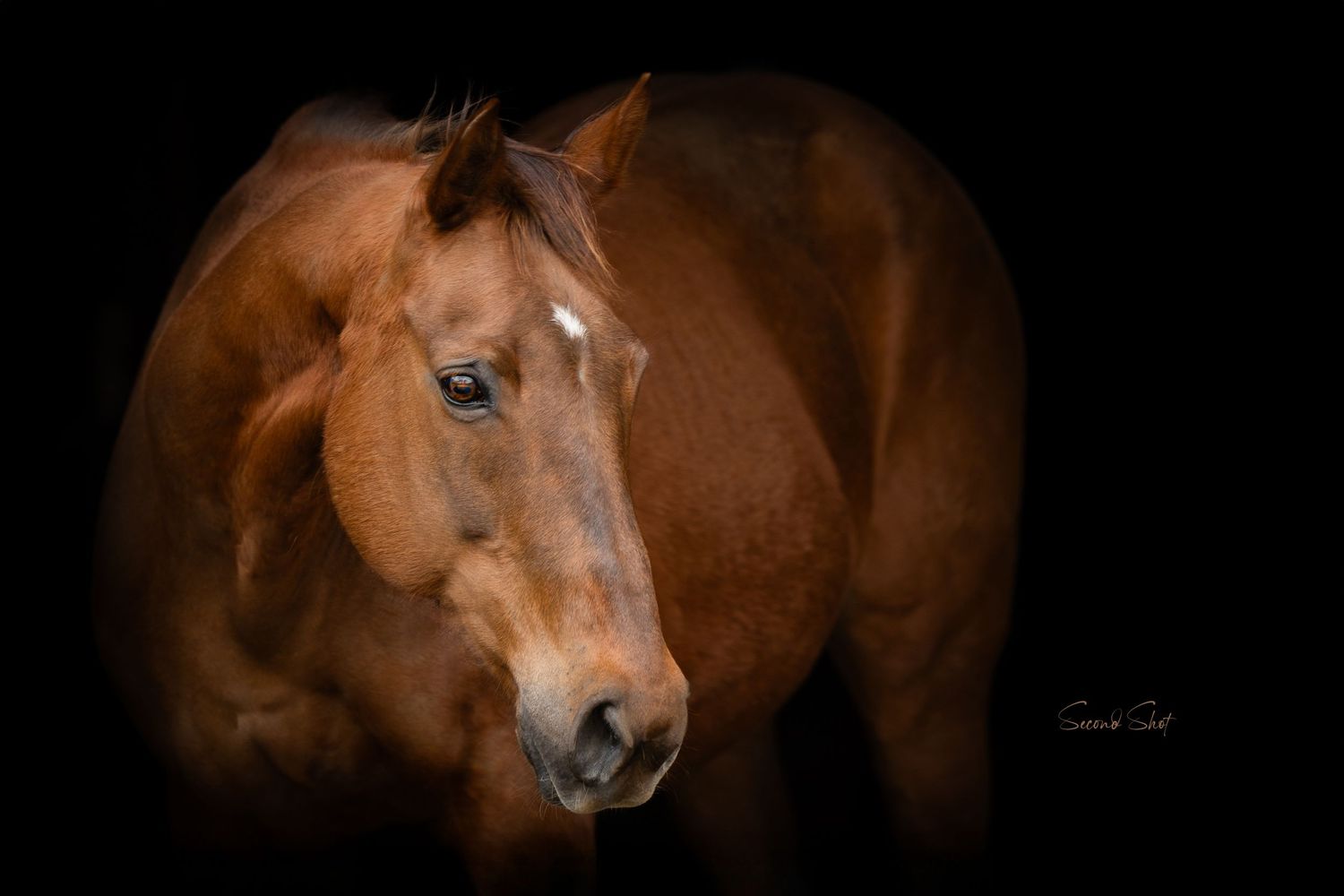Close-up portrait of a bay horse with white blaze wearing bridle against dark background.