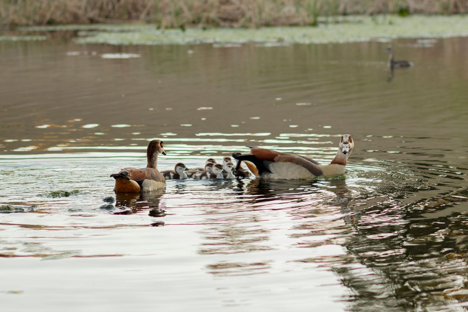 Several ducks with their ducklings swimming in a calm lake with rippling water during golden hour.