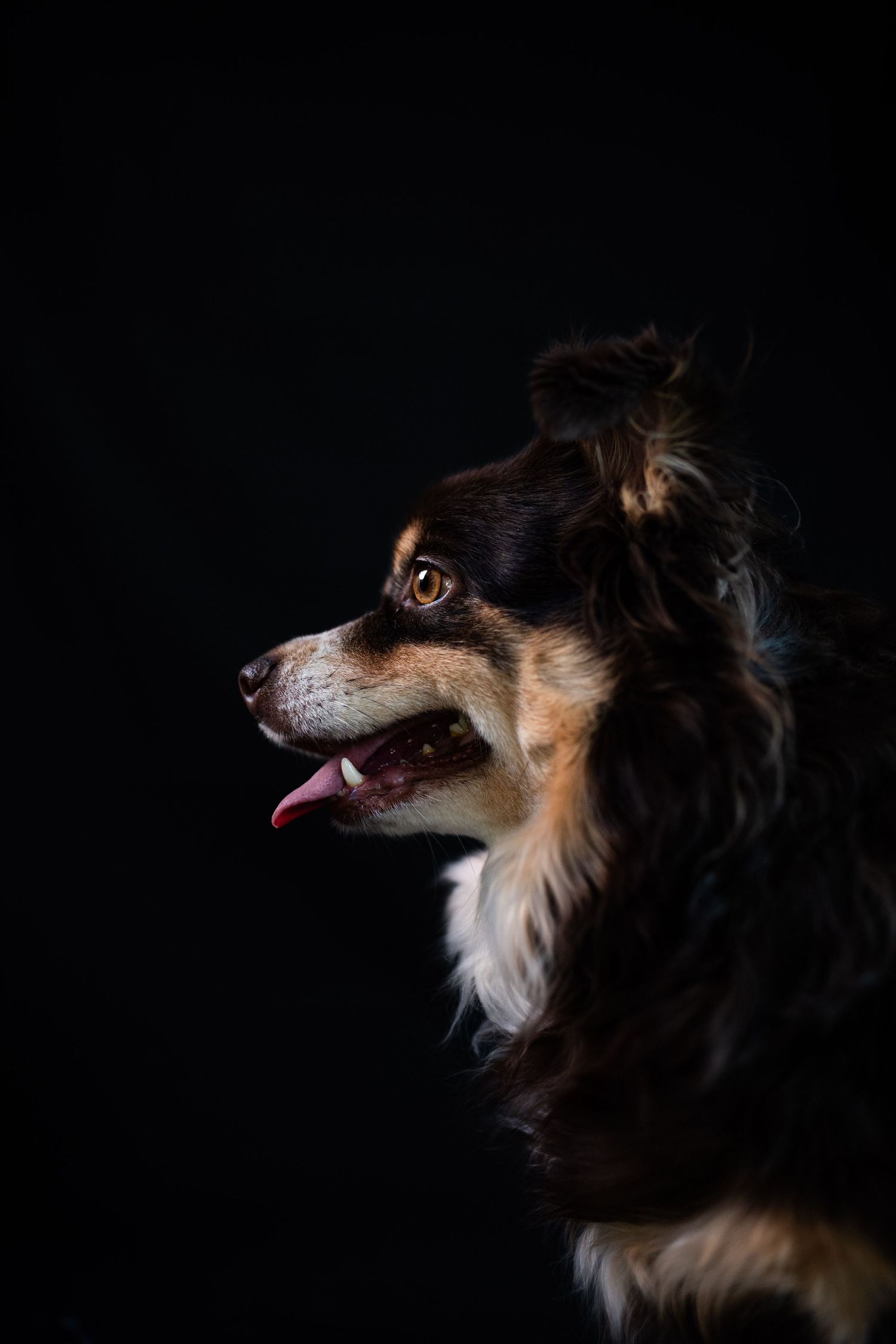 portrait photo animaux chien alpes maritimes