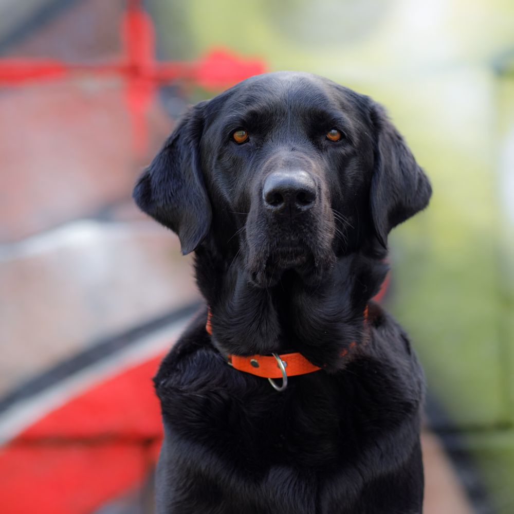 Labrador voor graffiti muur