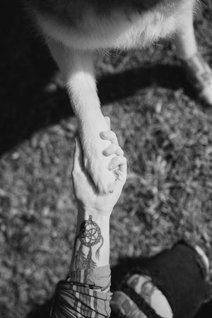 Black and white photo of a tattooed hand shaking a dog paw outdoors.
