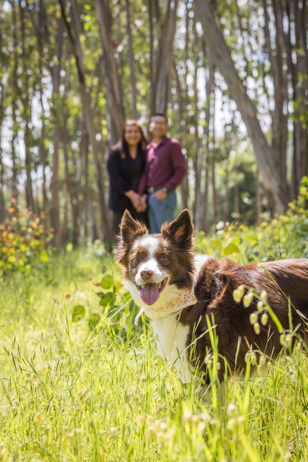 A brown and white Border Collie stands in green grass with a couple smiling in a sunny forest background.