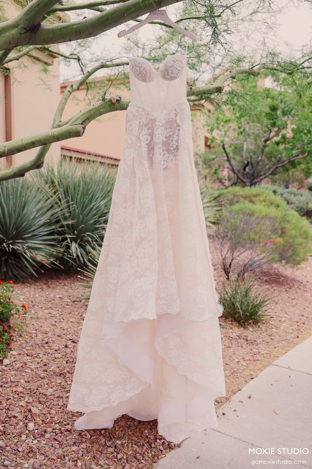 Elegant strapless lace wedding gown hanging from a tree branch outdoors in a desert garden setting.