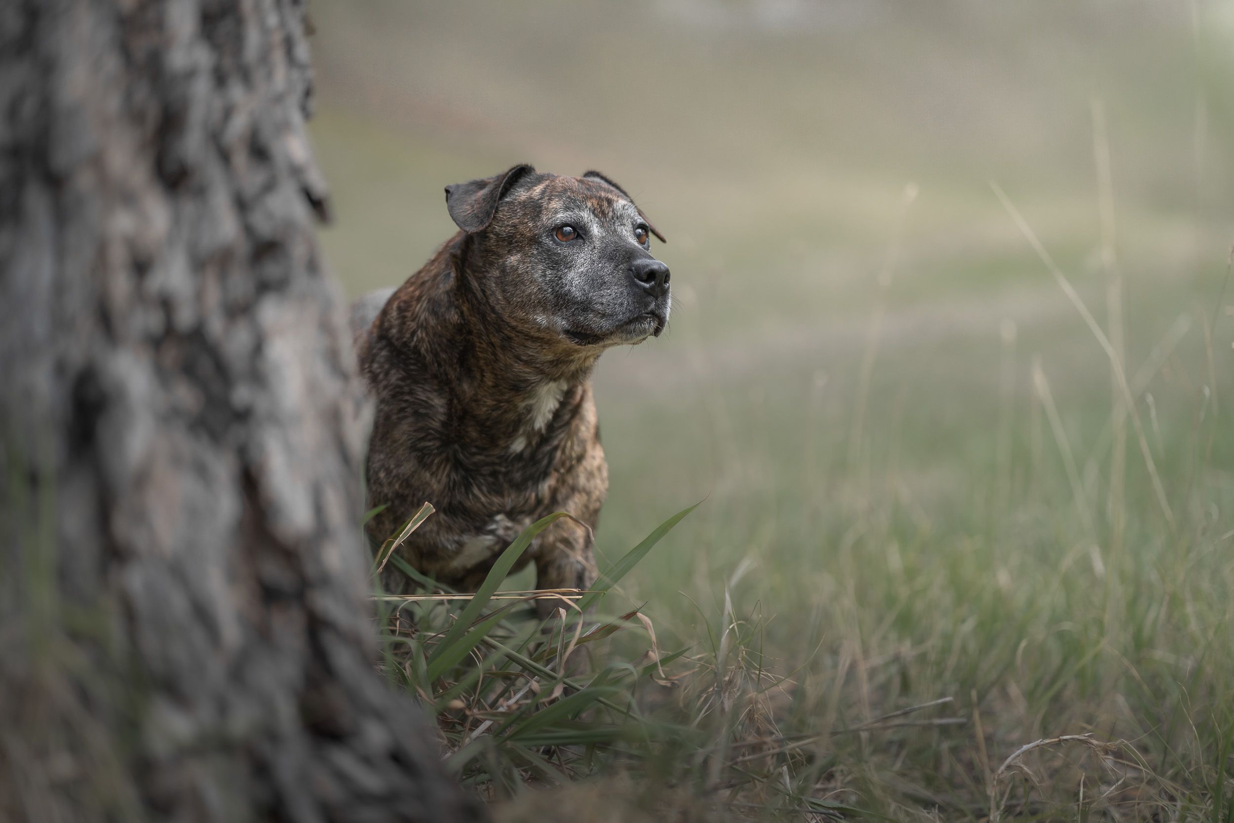 Brindle Staffordshire Bull Terrier sitting alert beside a tree trunk in a grassy field.
