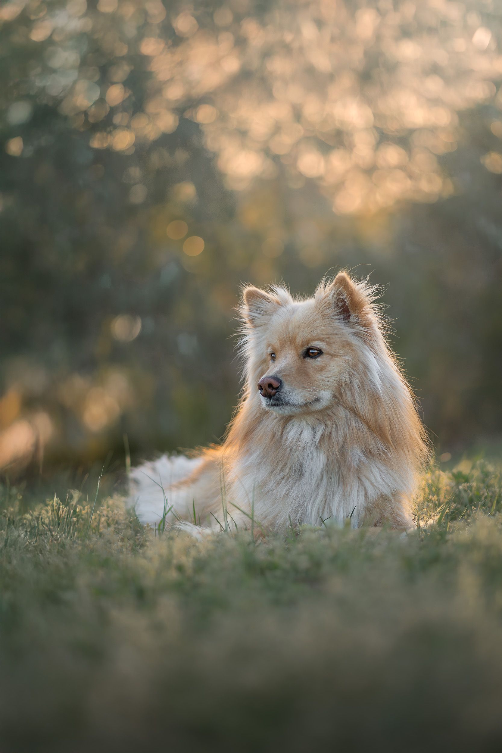 Fluffy cream Pomeranian dog lying on grass bathed in warm golden sunset light.