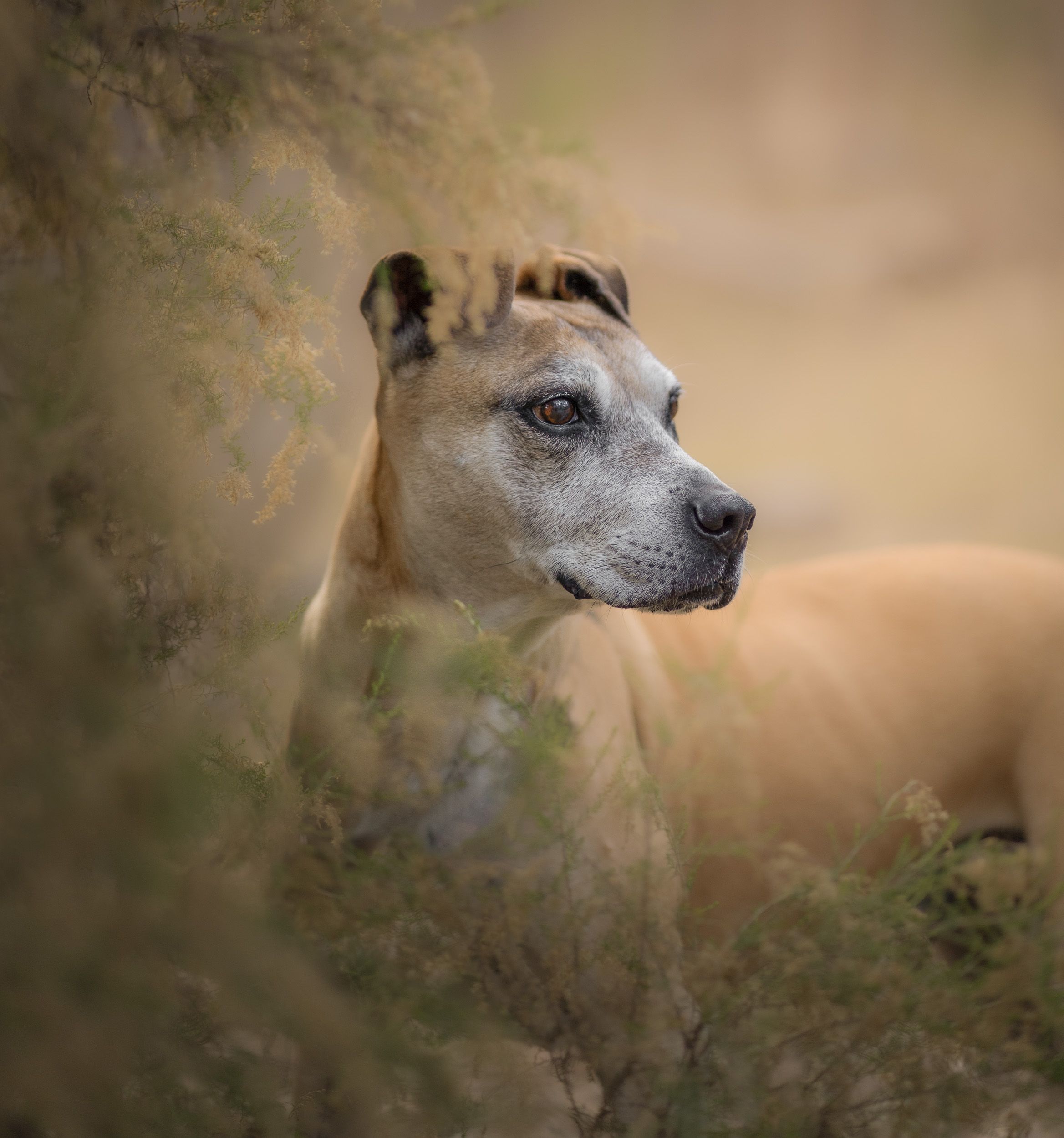 Senior tan mixed breed dog resting peacefully among dry desert shrubs and foliage.