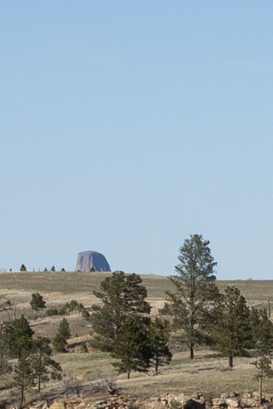 Devils Tower rising above rolling Wyoming hills with pine trees in the foreground under a clear blue sky.
