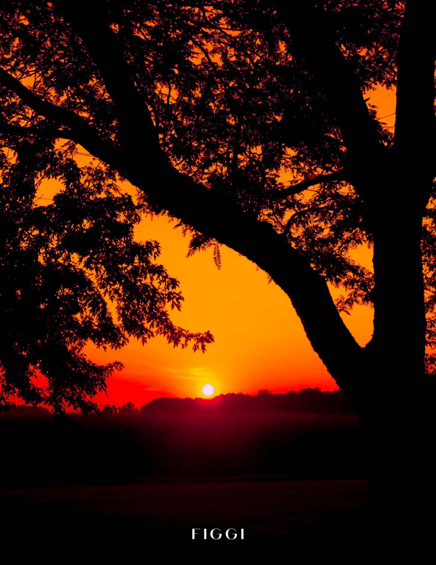 Silhouette of large trees framing a vivid red and orange sunset over a dark horizon, captured by FIGGI.