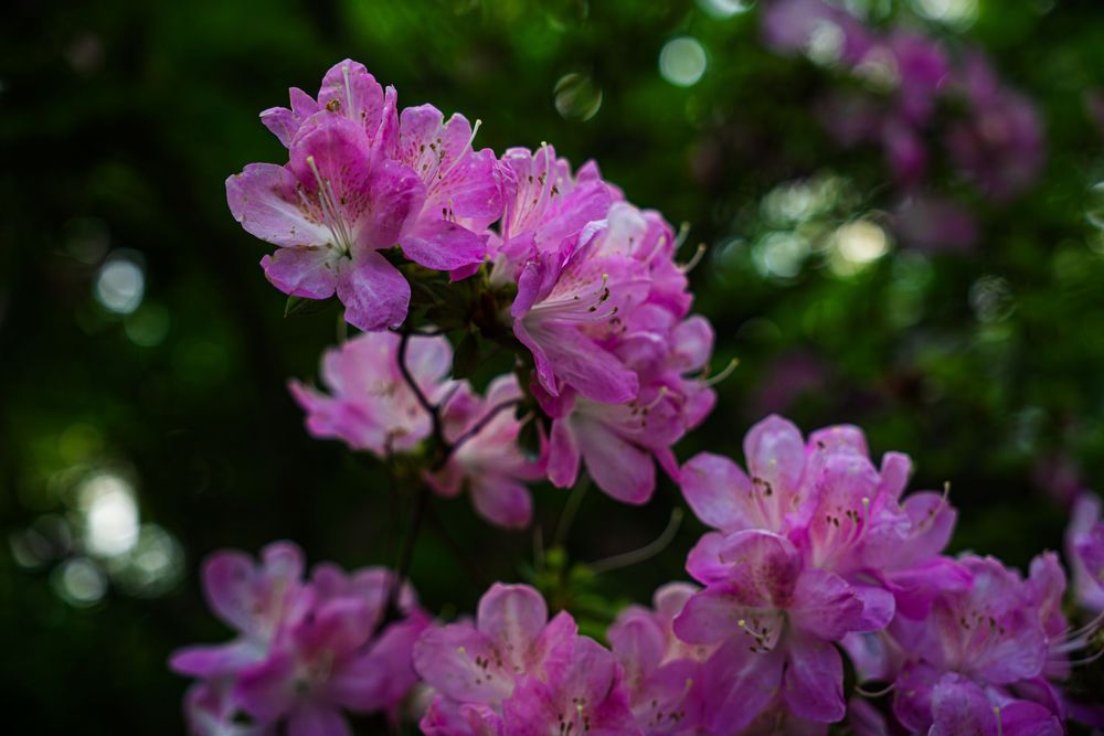 Close-up of vibrant pink rhododendron flowers blooming against a dark green background.