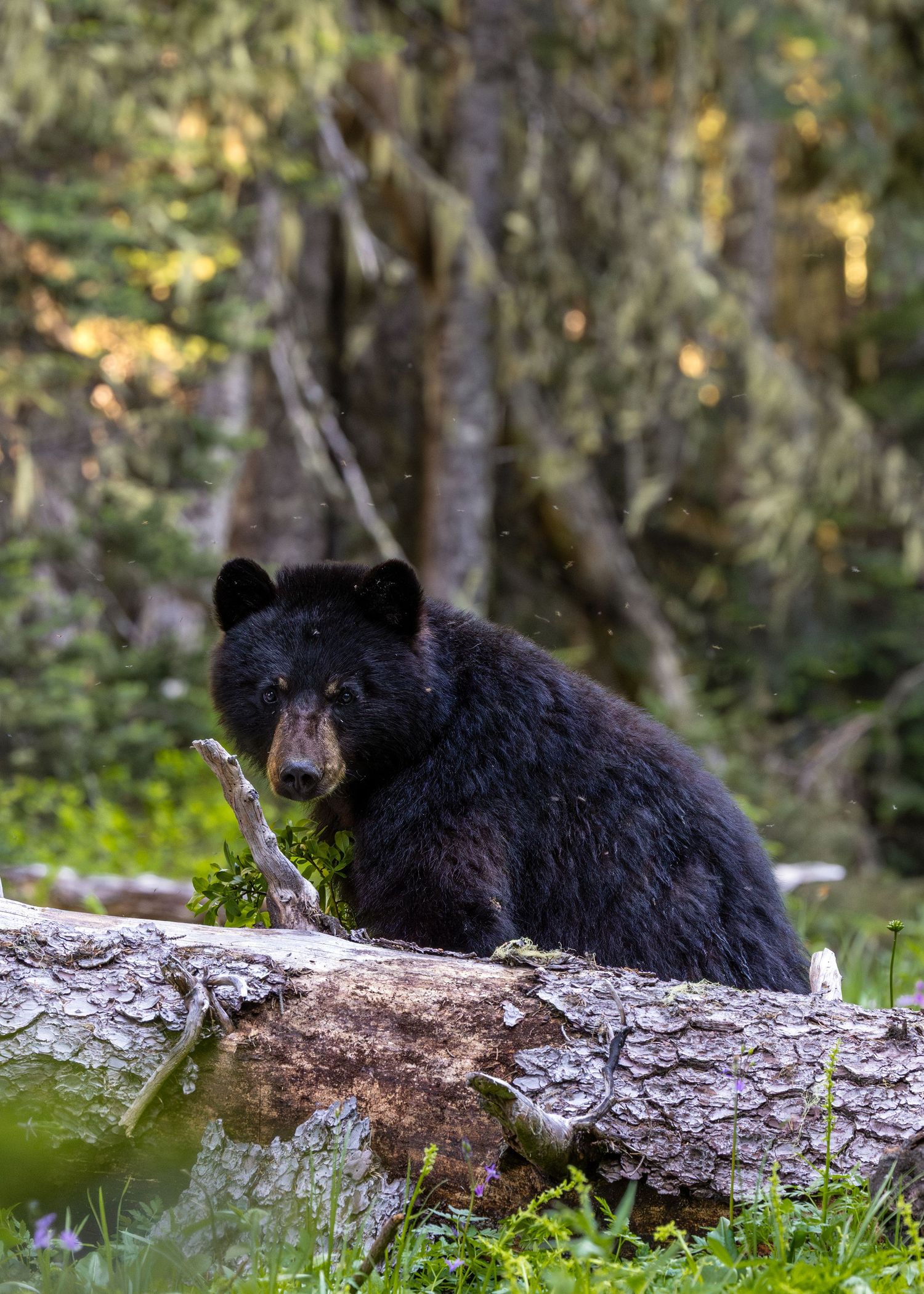 A black bear in Mt Rainier National Park