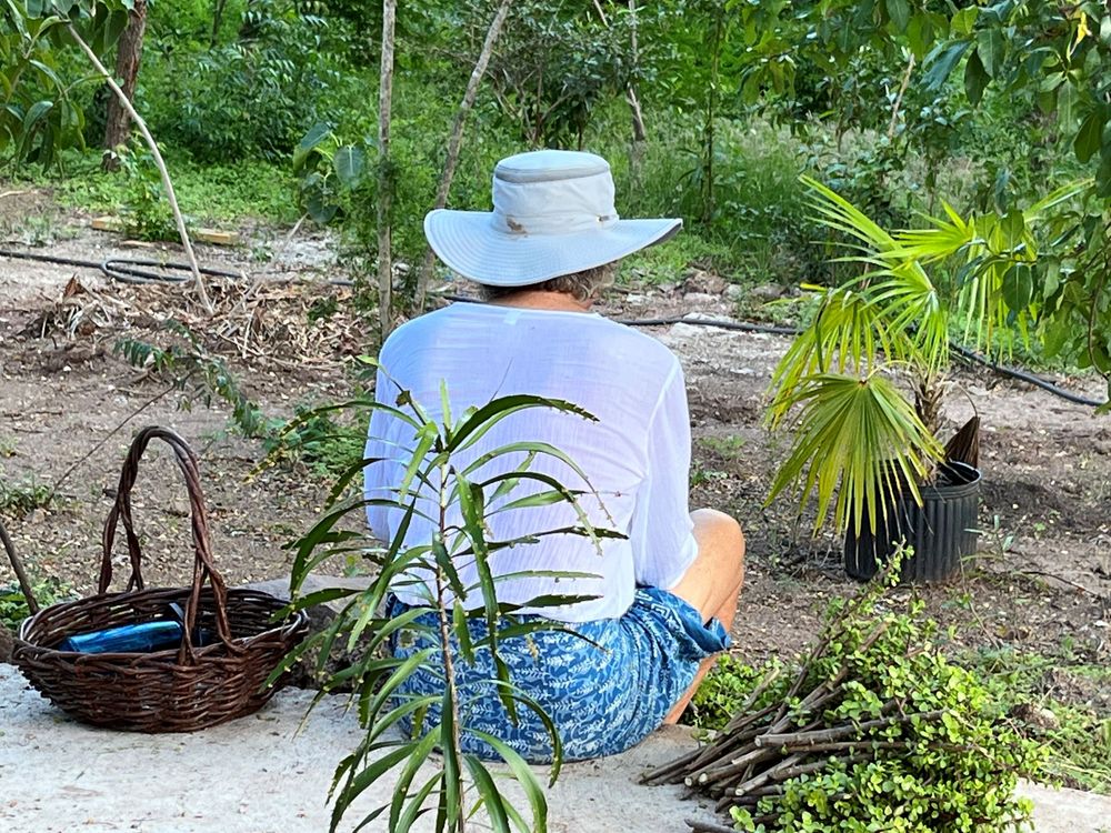 Person in sun hat gardening outdoors, surrounded by tropical plants, wicker basket, and lush green vegetation.
