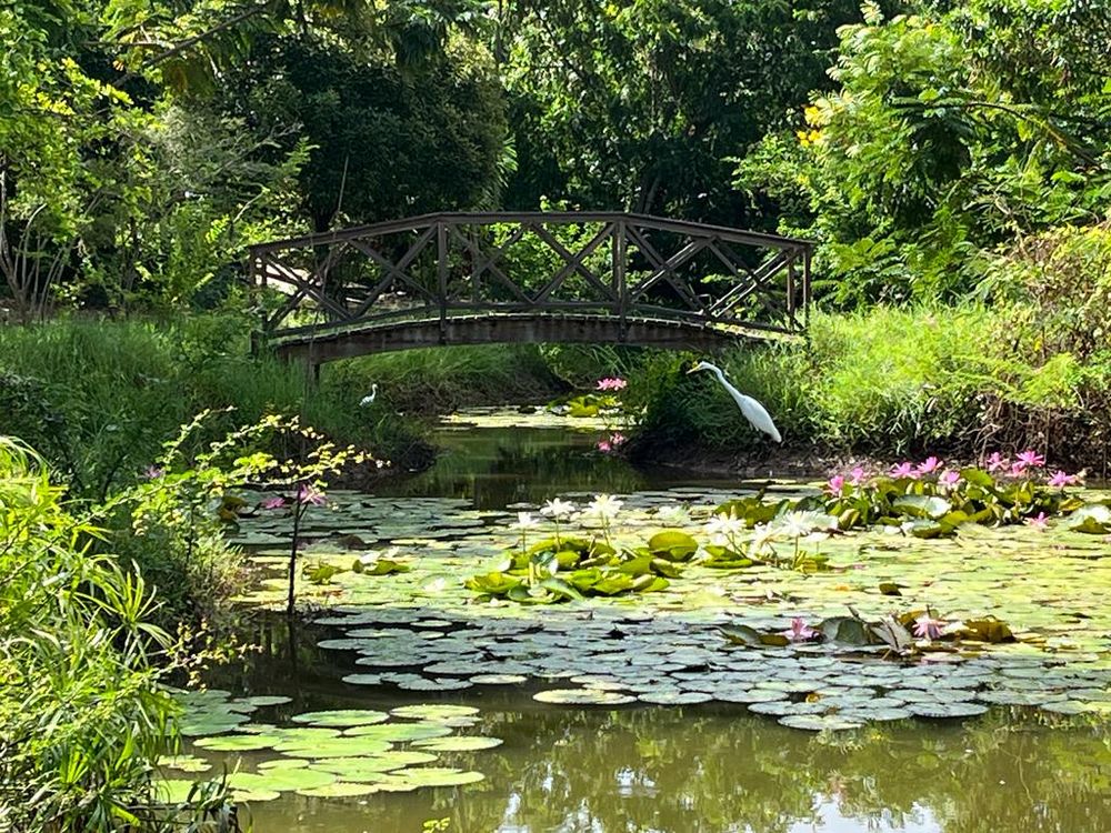 Serene lily pond with wooden bridge, white heron, and pink flowers surrounded by lush green trees in a botanical garden.