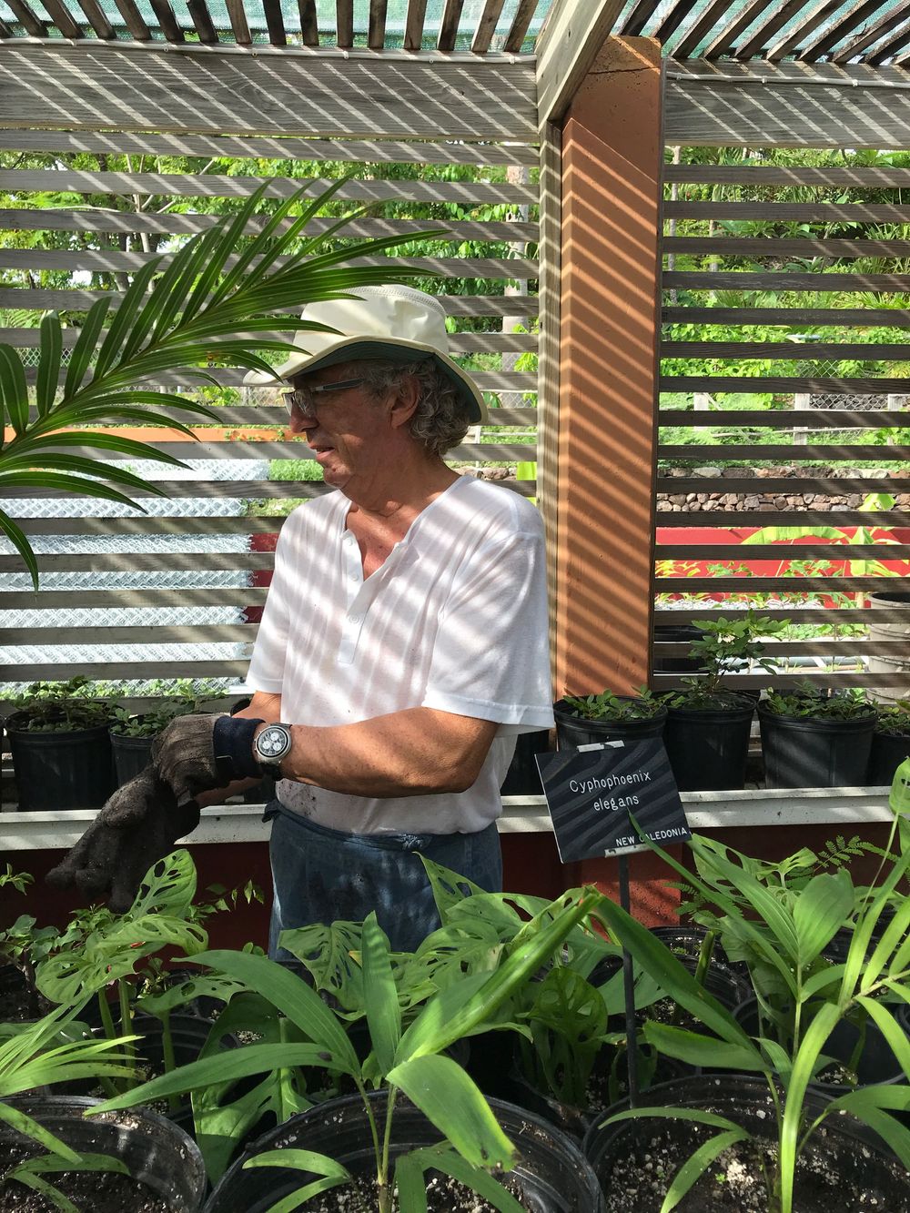 Man in white shirt and sun hat tending to green plants in a garden nursery with slatted wooden walls.