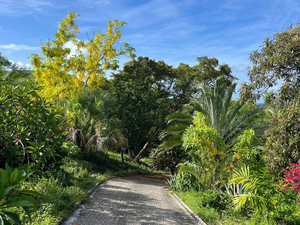 A lush tropical garden pathway lined with palm trees and vibrant green foliage under a bright blue sky.