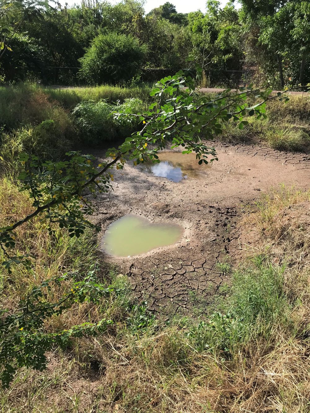 Dried cracked earth surrounds a small murky pond in a drought-stricken landscape with sparse grass and green trees in the background.