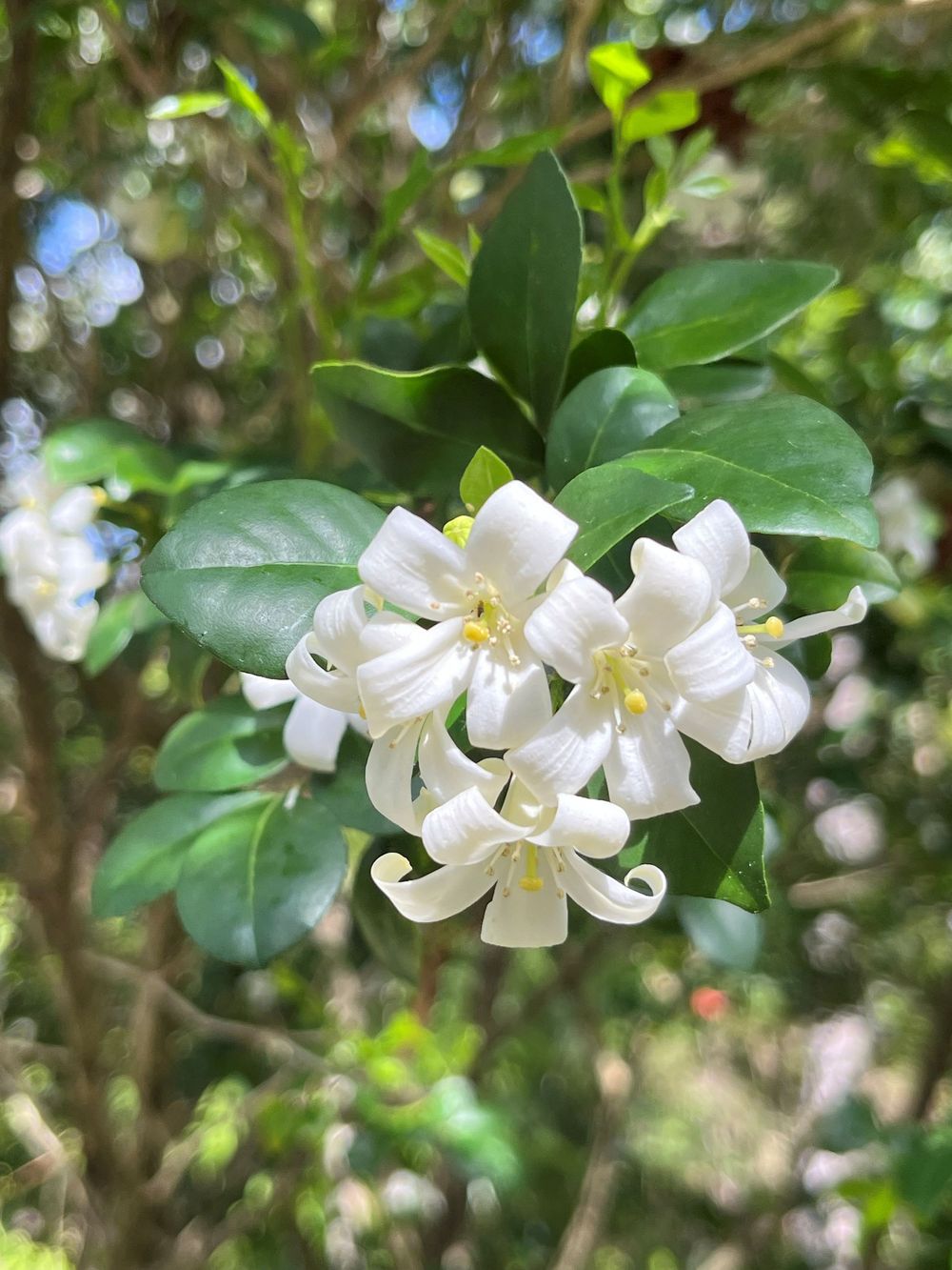 Cluster of white flowers with yellow stamens and glossy green leaves blooming on a shrub in a sunlit garden.