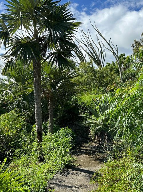 A narrow dirt path winds through lush tropical vegetation with tall palm trees under a partly cloudy sky.