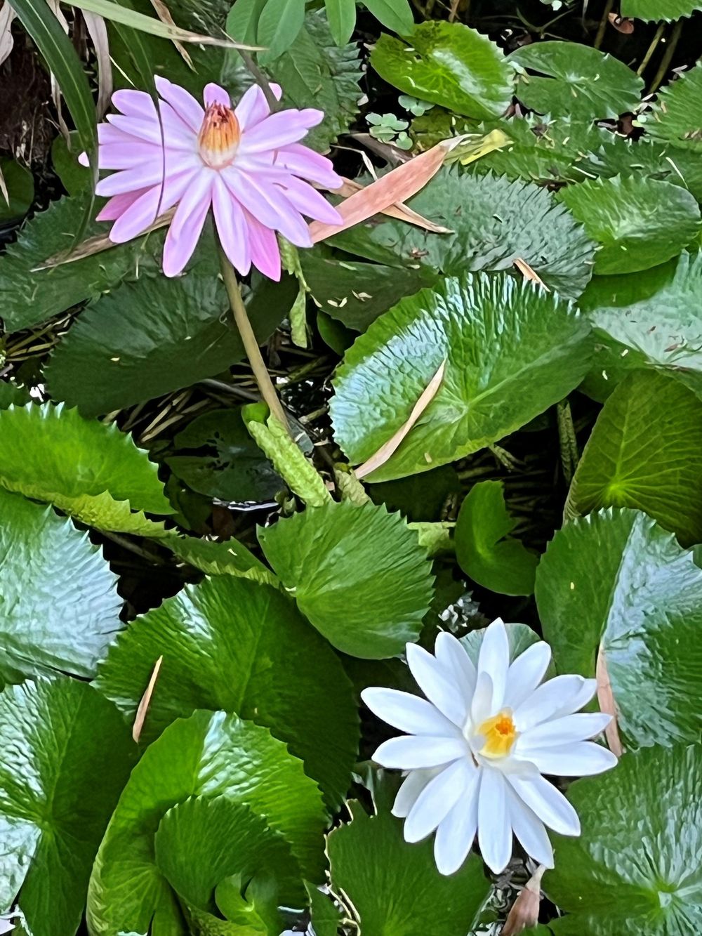 Pink and white water lily flowers blooming among lush green lily pads in a serene pond garden.