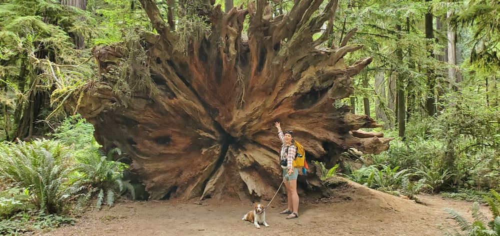 A woman poses with her dog near the end of a fallen redwood tree in Northern California.