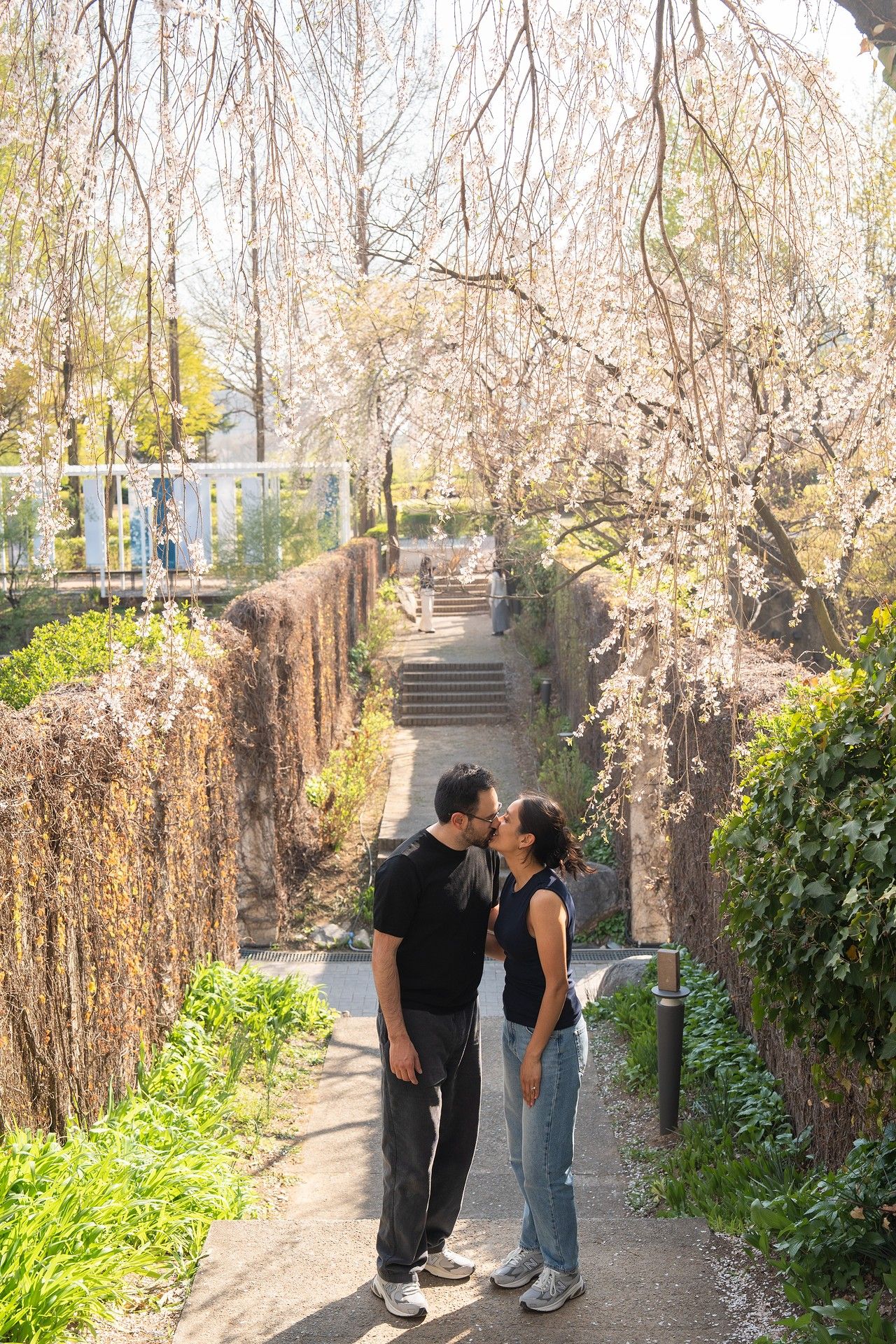 Couple sharing a romantic moment on a garden path lined with cherry blossom trees in full spring bloom.