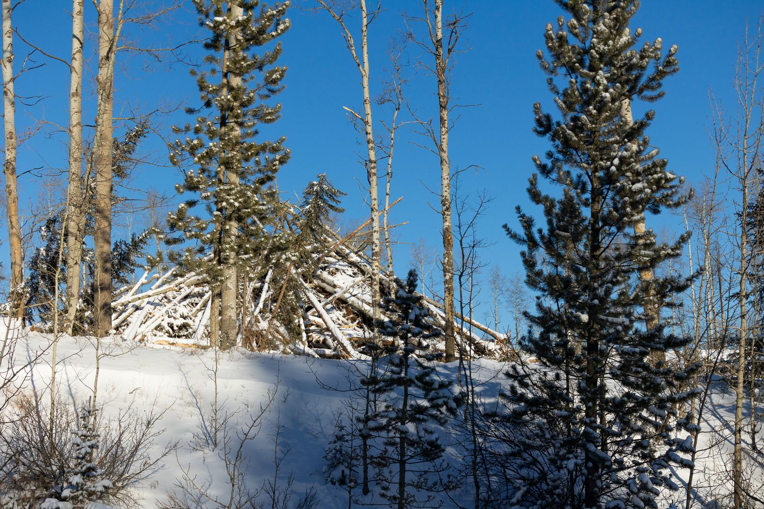 Large pile of cut logs and branches surrounded by snow-covered pine and birch trees in winter.