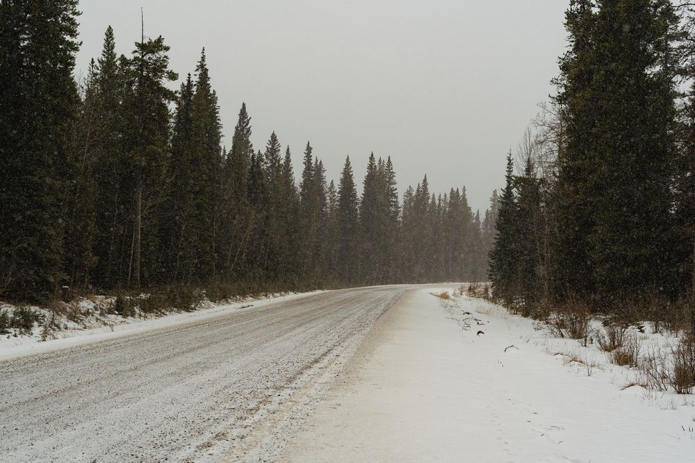 A snow-dusted empty road lined with tall evergreen trees disappearing into a foggy winter landscape.