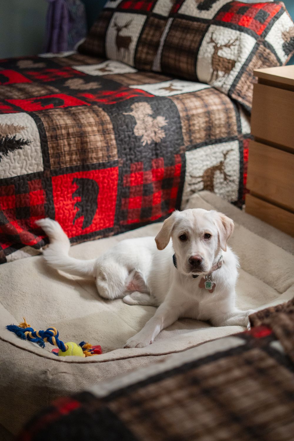 A white Labrador puppy rests on a dog bed beside a colorful plaid deer-patterned quilt with toys nearby.