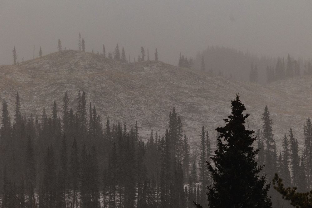 Misty foggy mountain landscape with dense evergreen pine forest trees in grey overcast conditions.