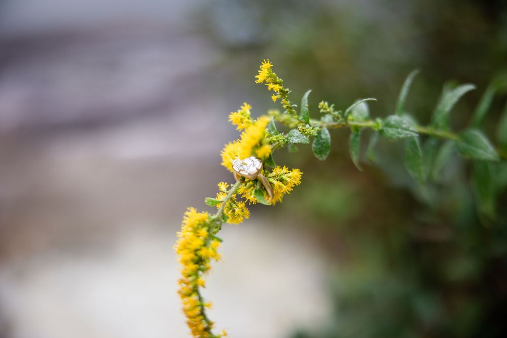 Close-up of yellow goldenrod wildflower with small white spider on blurred natural background.