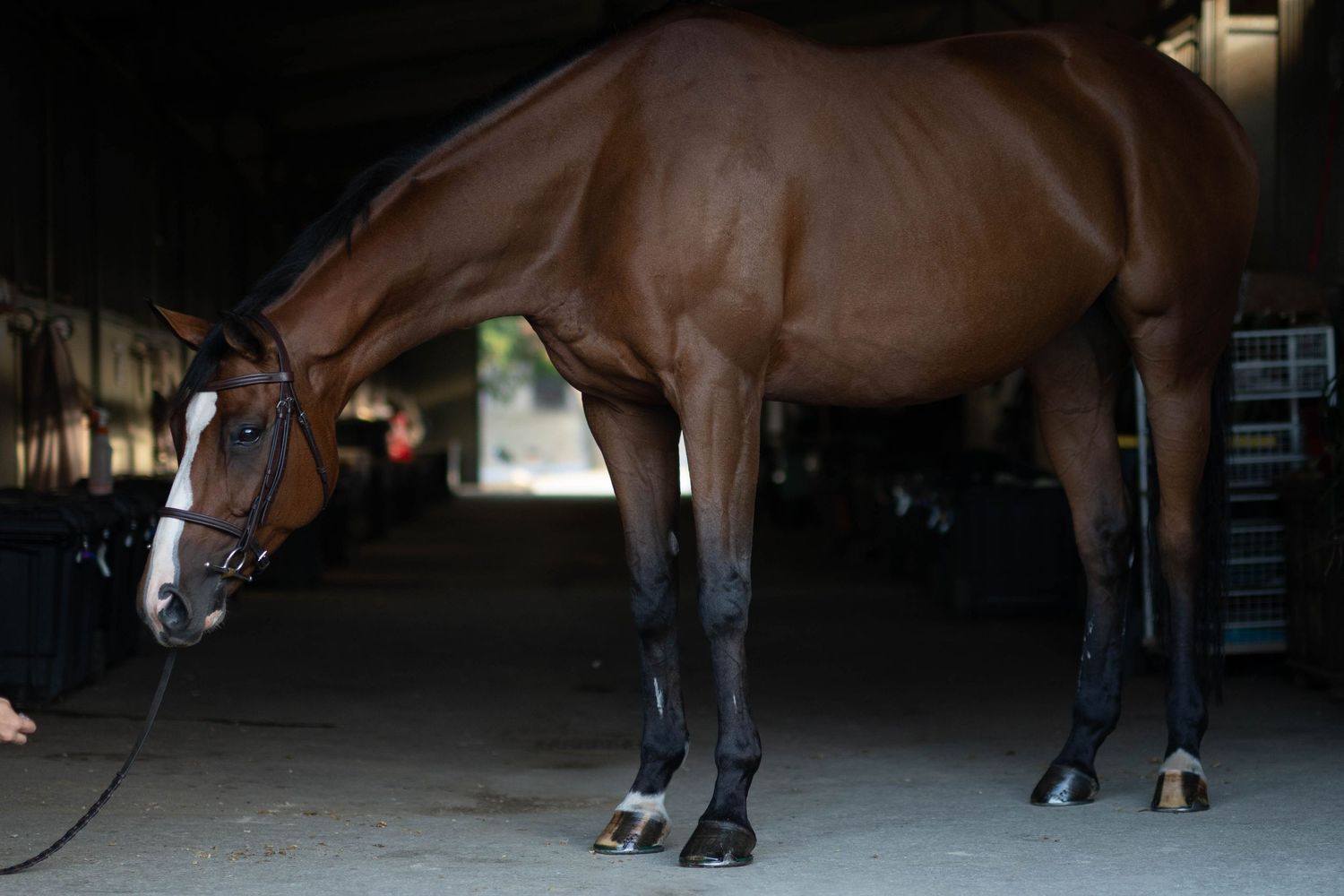 Bay horse standing in stable shadows showing full body conformation.