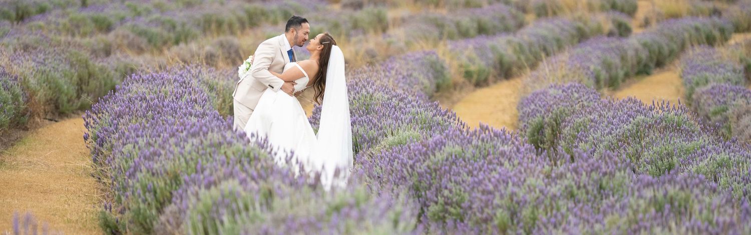 Bride and groom share a romantic kiss surrounded by rows of purple lavender in a lavender field.